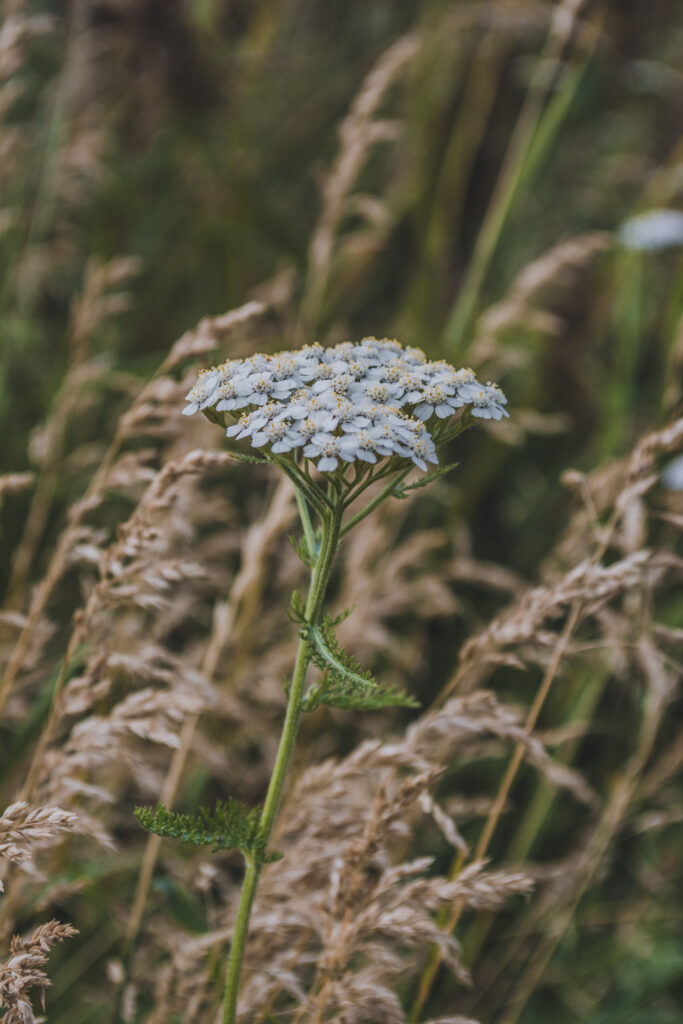 An Introduction To Yarrow: Nature’s Wondrous Herb