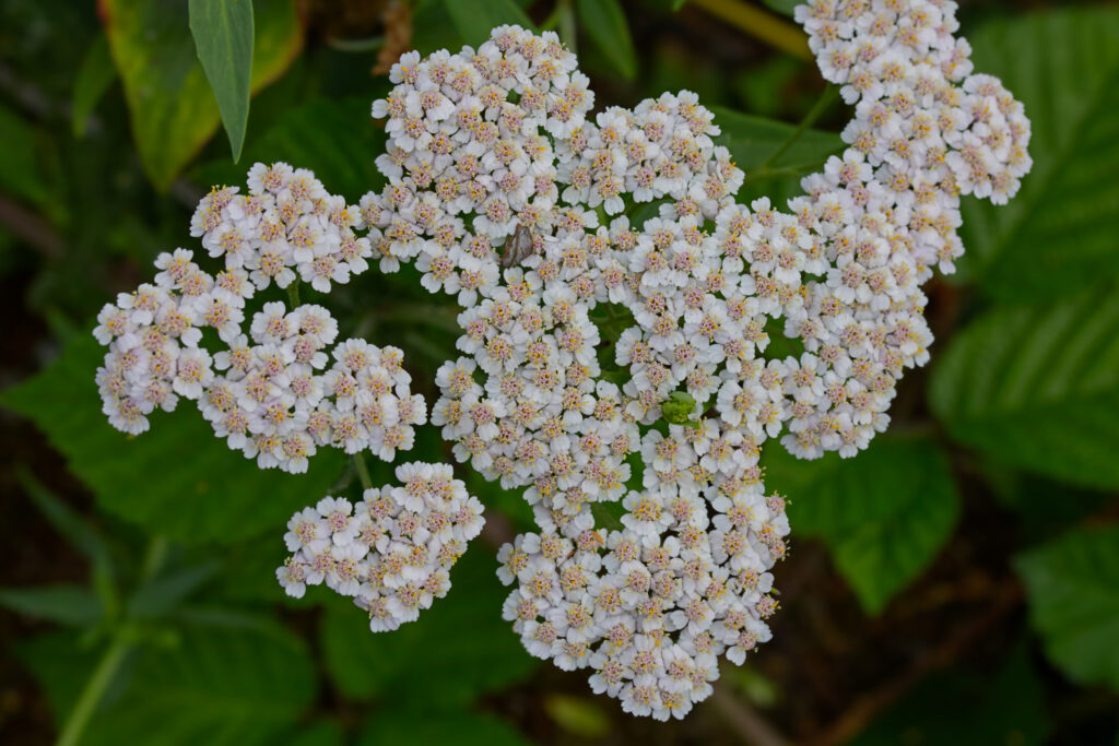 An Introduction To Yarrow: Nature’s Wondrous Herb