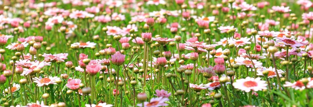 How To Grow And Care For Calendula Plants.