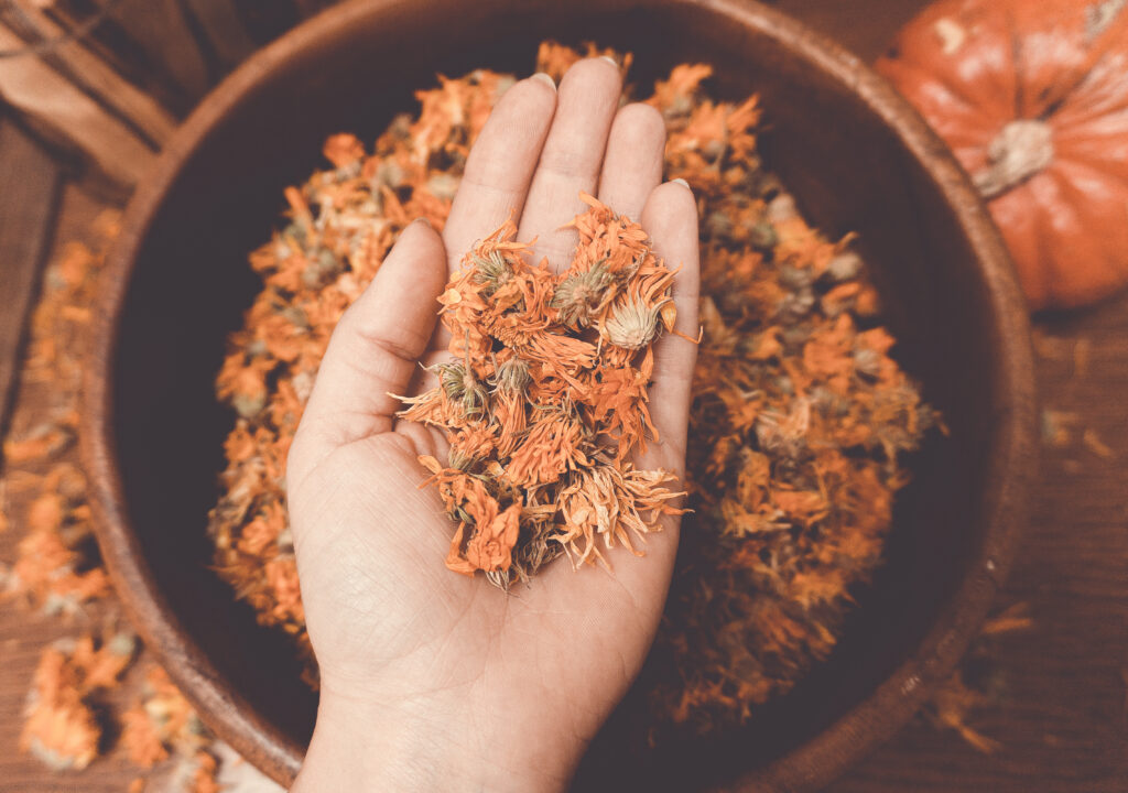 The History And Cultural Significance Of Calendula Flowers.