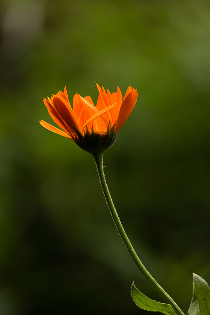 The History And Cultural Significance Of Calendula Flowers.
