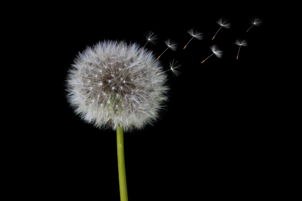 The Nutritional Powerhouse: An In-depth Look At Dandelions Vitamins And Minerals