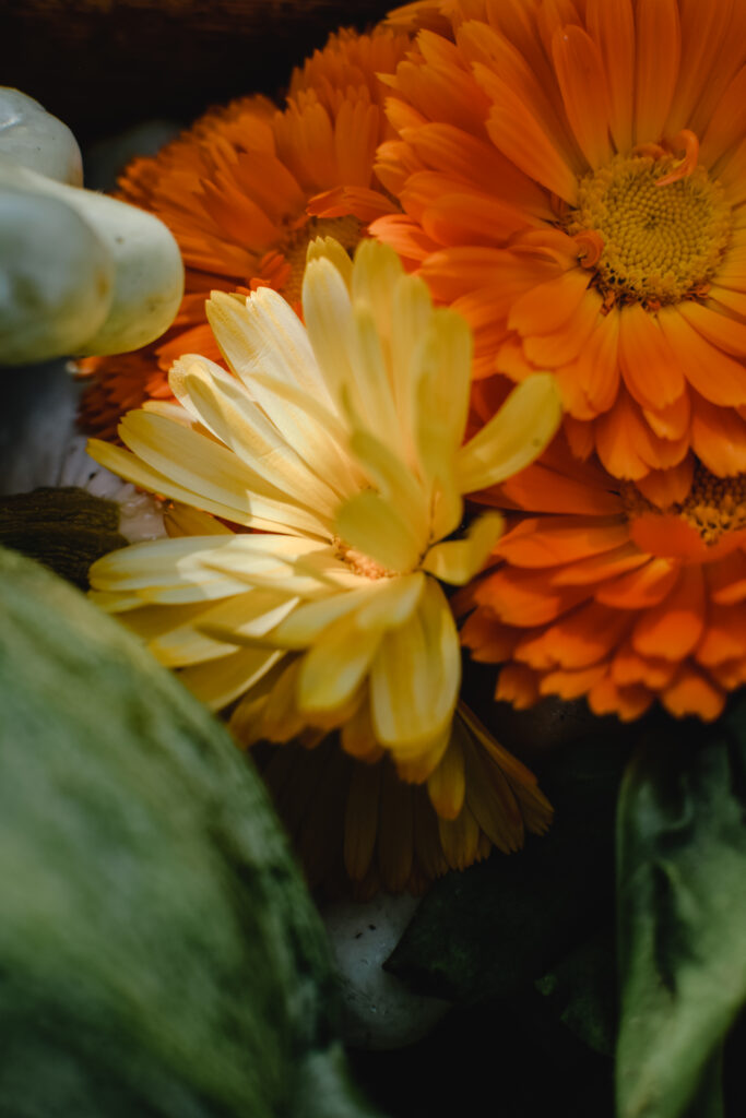 What Is Calendula And Why Is It A Must-Have In Your Garden?